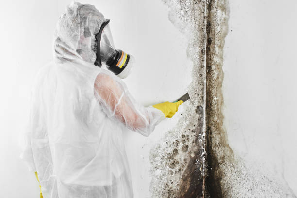 Best Affordable Mold Removal  in Felton, CA