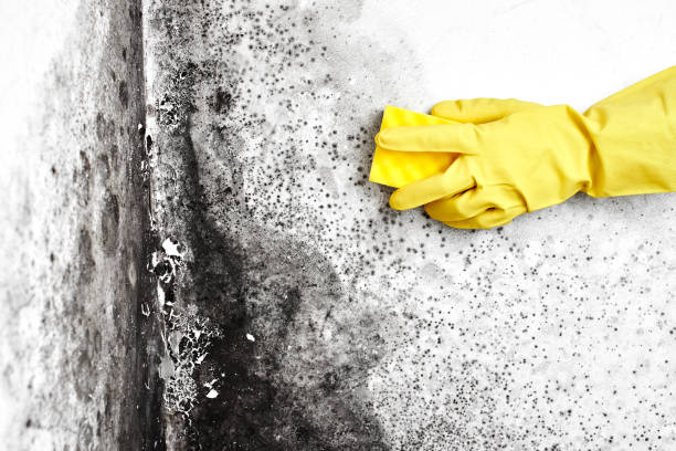 Best Mold Testing  in Felton, CA