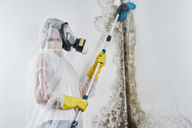 Best Emergency Mold Removal  in Felton, CA