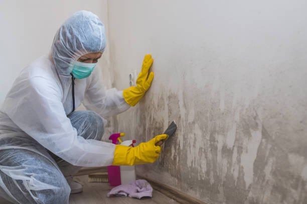 Trusted Felton, CA Mold Removal Experts