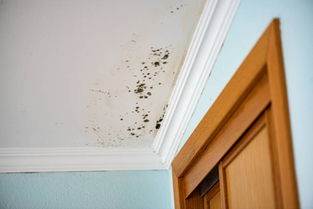 Best Attic Mold Removal  in Felton, CA