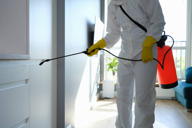 Best Local Mold Removal Service  in Felton, CA