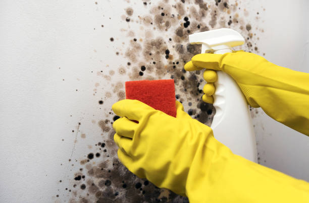Best Same-Day Mold Removal  in Felton, CA