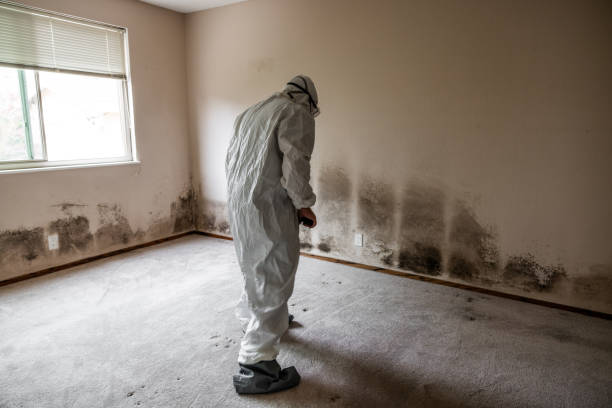 Best Residential Mold Removal  in Felton, CA