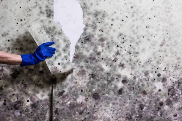 Best Mold Damage Repair  in Felton, CA
