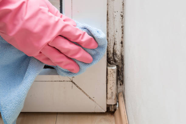 Best Certified Mold Removal  in Felton, CA