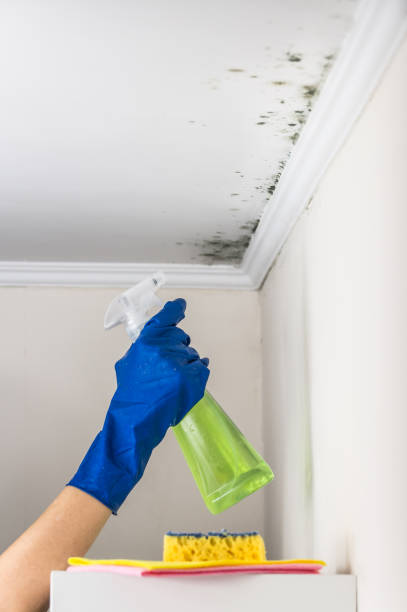 Best Best Mold Removal Companies  in Felton, CA