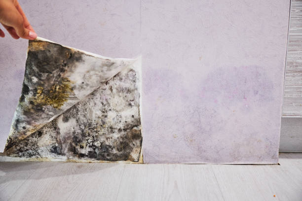 Best Mold Removal Company Near Me  in Felton, CA